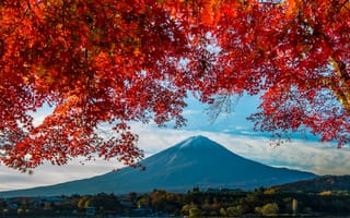 Картинка осень, клен, Фудзияма, Япония, гора