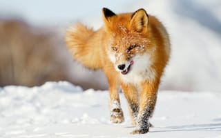 Обои лиса, рыжая, снег, зима, язык, лисица