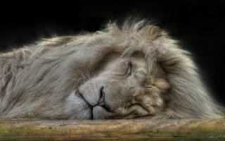 Картинка царь зверей, сон, лев