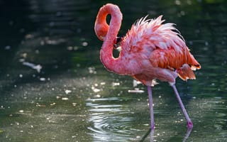 Обои птица, розовый фламинго, вода