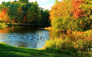 Картинка пруд, утки, colors, autumn, pond, nature, duck, Осень