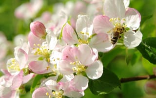 Обои макро, цветение, весна, пчела, яблоня