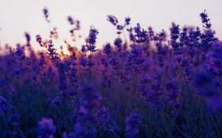 Картинка sunset, lavender, закат, лаванда
