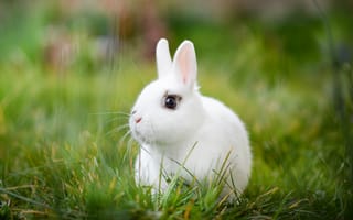 Картинка боке, белый, кролик, трава, белый кролик