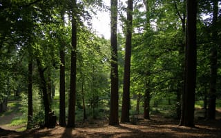 Картинка forest, деревья, green, тропа, лето, trees, Summer, path