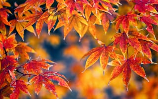 Обои листья, осень, природа
