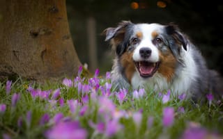 Картинка собака, настроение, весна, радость, крокусы, Австралийская овчарка, цветы, Аусси