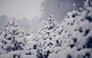 Картинка природа, зима, снег, ёлки
