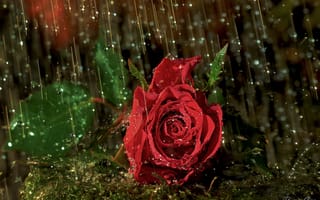 Картинка роза, капли, макро, бутон, дождь