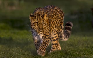 Обои леопард, дикая кошка, Амурский леопард, Дальневосточный леопард, красавец
