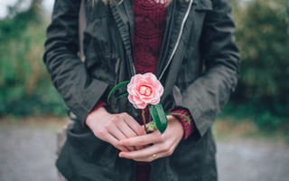 Картинка цветок, руки, розовые лепестки