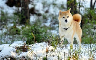 Картинка собака, поле, зима