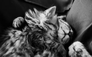 Картинка котята, монохромное, спят, сон, черно-белое, мех