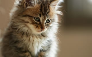 Картинка котенок, кот, пушистый, мех, морда