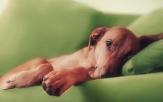 Картинка собака, лапы, рыжая, диван