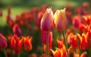 Картинка цветы, два, весна, тюльпаны
