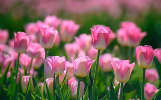 Обои весна, тюльпаны, бутоны, розовый