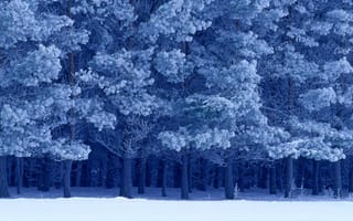 Картинка шотландские сосны, Канада, зима, снег, Birds Hill Provincial Park, Манитоба