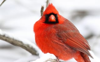Картинка Northern, зима, Cardinal, дерево, Кардинал, ветки, снег, красная, птица