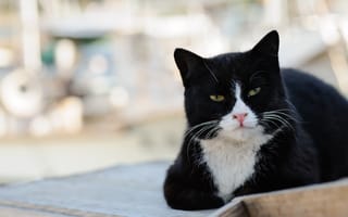 Картинка кот, улица, морда, черно-белый, котэ, лежит