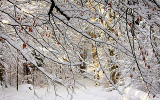 Картинка деревья, листья, ветки, снег, природа, лес, зима