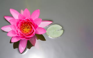 Картинка цветок, пруд, водяная лилия, вид сверху, лист, лотос, розовый, кувшинка