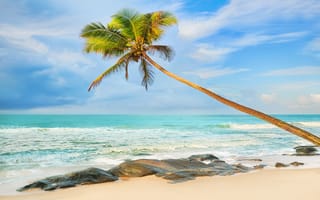 Картинка пальмы, palms, tropical, пляж, sea, песок, summer, sand, beach, paradise, берег, море, shore