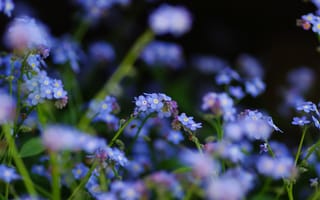 Картинка цветы, полевые, фокус, незабудки, синие