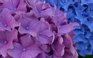 Картинка гортензия, соцветие, цветы, фиолетовая
