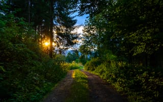 Картинка тропа, утро, morning, path, forest, Лес