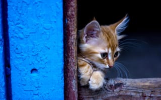 Картинка кот, маленький, милашка, котёнок, рыжий