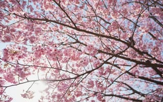 Картинка дерево, солнце, сакура, ветки, вишня, весна