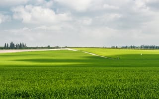 Картинка зелень, небо, green, трава, Поле, sky, field