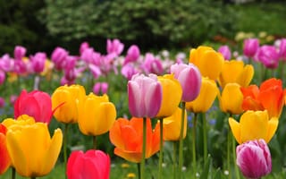 Картинка поле, colors, весна, тюльпаны, field, Tulips, spring