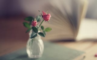 Картинка ваза, розы, розовые, книга, букет, фокус