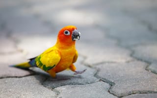 Картинка попугай, яркий, мостовая, птица, крошки