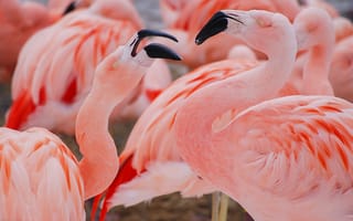 Картинка птицы, розовые, фламинго