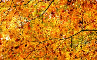 Картинка дерево, клен, осень, крона, листья, ветки