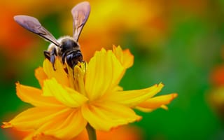 Картинка цветок, нектар, фокус, крылья, насекомое, пчела, желтый