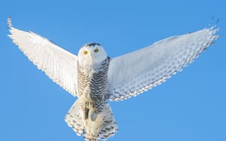 Картинка Snowy Owl, полярная сова, крылья