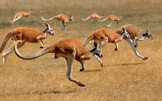 Картинка стадо, кенгуру, Австралия, млекопитающее
