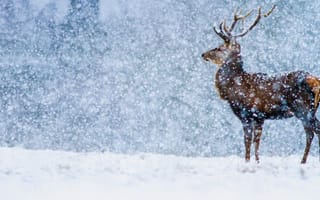 Картинка Англия, снег, Дербишир, благородный олень, зима