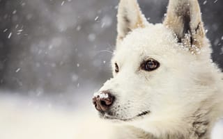 Обои Dog, winter, взгляд, зима, view, снег, snow, собака