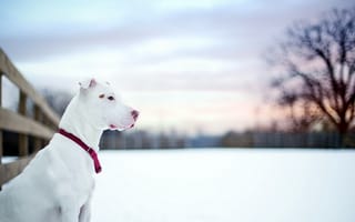 Картинка pit bull, собака, друг