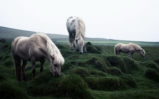 Обои природа, поле, кони