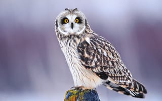 Картинка птица, сова, взгляд, глаза, зима