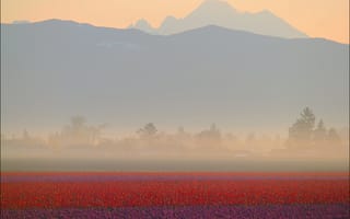 Картинка поле, горы, пурпурный, туман, рассвет, дымка, тюльпаны, красный