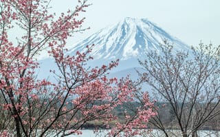 Картинка вулкан, Fuji, Япония, гора, сакура