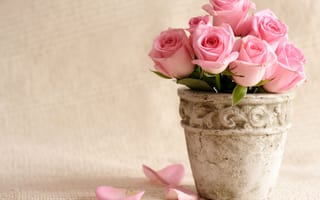 Картинка розы, розовые, цветы, вазон, лепестки, горшок