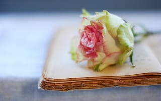 Обои роза, страницы, книга, цветок, старая